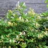 Chèvrefeuille Du Japon Sweet Isabel - Lonicera Japonica 2 Chèvrefeuille Du Japon Sweet Isabel - Lonicera Japonica -Magasin De Plantes Lonicera japonica Sweet Isabel 87790 1