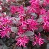 Loropetalum Chinense Plum Gorgeous 1 Loropetalum Chinense Plum Gorgeous -Magasin De Plantes Loropetalum chinense Plum Gorgeous IF 17198 1