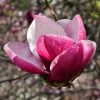 Magnolia March Till Frost -Magasin De Plantes Magnolia March Till Frost copyright 1002691 1