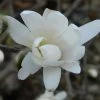 Magnolia Denudata Double Diamond - Magnolia Yulan -Magasin De Plantes Magnolia denudata Double Diamond 781969 1