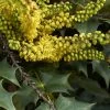 Mahonia (x) Wagneri Fireflame -Magasin De Plantes Mahonia x wagneri Fireflame copyright 17030 1 1