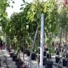 Morus Alba Pendula - Mûrier Blanc Pleureur -Magasin De Plantes Morus alba Pendula 87299 1