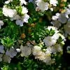 Myrtus Communis Tarentina - Myrte Commun -Magasin De Plantes Myrtus communis subsp Tarentina 82213 1