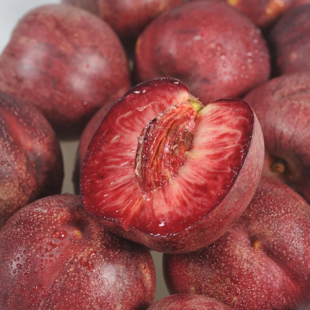 Nectarinier Sanguine D'Auvergne - Georges Delbard 3 Nectarinier Sanguine D'Auvergne - Georges Delbard