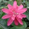 Passiflore Insignis Pink Passion - Fleur De La Passion 2 Passiflore Insignis Pink Passion - Fleur De La Passion -Magasin De Plantes Passiflore insignis Pink Passion 681331 1
