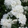 Seringat - Philadelphus Frosty Morn -Magasin De Plantes Philadelphus Frosty Morn 84189 1