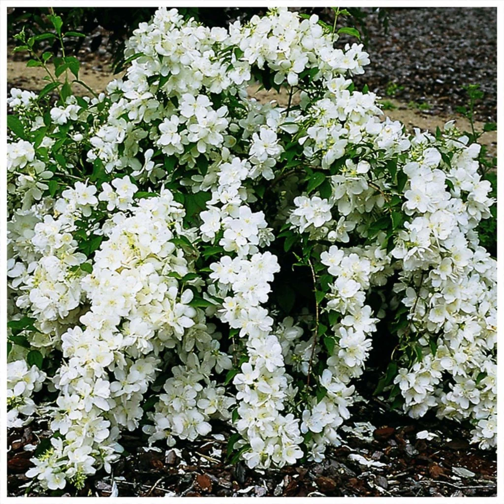 Seringat - Philadelphus White Rock (Pekphil) 3 Seringat - Philadelphus White Rock (Pekphil)