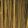 Phyllostachys Aureosulcata Spectabilis - Bambou Moyen -Magasin De Plantes Phyllostachys aureosulcata Spectabilis 0584002 1