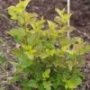 Physocarpus Opulifolius Amber Jubilee