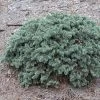 Epicea Bleu - Picea Pungens Waldbrunn -Magasin De Plantes Picea pungens Waldbrunn 0717002 1