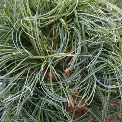 Pin De Weymouth Nain - Pinus Strobus Green Twist