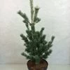 Pinus Parviflora Azumi Goye - Pin Blanc Du Japon -Magasin De Plantes Pinus parviflora Azumi Goye 736002 1