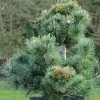 Pinus Parviflora Negishi - Pin Blanc Japonais -Magasin De Plantes Pinus parviflora Negishi Pin blanc japonais copyright 8894911 1