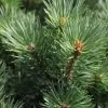 Pinus Sylvestris Watereri - Pin Sylvestre -Magasin De Plantes Pinus sylvestris Watereri 84210 1