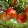 Pluot Flavor Candy - Prunus Pluot 2 Pluot Flavor Candy - Prunus Pluot -Magasin De Plantes PluotFlavor Candy 79215 1