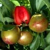 Pluot Flavor Supreme 2 Pluot Flavor Supreme -Magasin De Plantes PluotFlavor Supreme 79219 1
