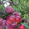 Pluot Pink Candy - Prunus Pluot -Magasin De Plantes PluotPink Candy 78217 1