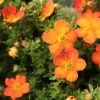 Potentilla Fruticosa Orangissima - Potentille Arbustive -Magasin De Plantes Potentilla fruticosa Orang issima copyright 1008121 1