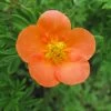Potentille Arbustive Hopley's Orange -Magasin De Plantes Potentille arbustive Hopley s Orange 781785 1