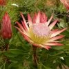 Protea Pink Crown - Protée Hybride 1 Protea Pink Crown - Protée Hybride -Magasin De Plantes Protea Pink Crown 83442 1