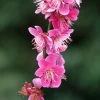 Prunus Mume Beni Chidori - Abricotier Du Japon -Magasin De Plantes Prunus mume Beni Chidori 87644 1