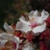 Ragouminier - Prunus Tomentosa -Magasin De Plantes Prunus tomentosa 84234 1