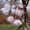 Cerisier à Fleurs Pleureur - Prunus Yedoensis Shidare Yoshino -Magasin De Plantes Prunus yedoensis Shidare Yoshino 84239 1