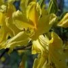 Azalée De Chine - Rhododendron Luteum -Magasin De Plantes Rhododendron luteum 84819 1