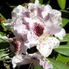 Rhododendron Sappho -Magasin De Plantes Rhododendron Sappho LD Flickr V.Martirosyan 1001942 2