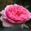 Rosier David Austin Princess Alexandra Of Kent 1 Rosier David Austin Princess Alexandra Of Kent -Magasin De Plantes Rosier Anglais Princess Alexandra of Kent 66549 1