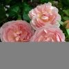 Rosier David Austin Strawberry Hill -Magasin De Plantes Rosier David Austin Strawberry Hill 82311 1
