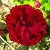 Rosier Grimpant Red Eden Rose -Magasin De Plantes Rosier Grimpant a grandes fleurs Red Eden Rose EricTabarly 71279 1