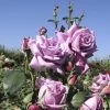 Rosier à Grandes Fleurs Mamy Blue -Magasin De Plantes Rosier a grandes fleurs Mamy Blue en racines nues 84726 1