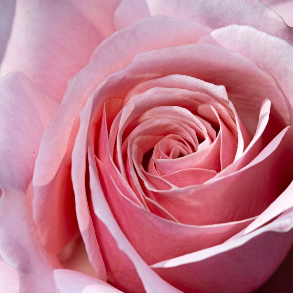 Rosier à Grandes Fleurs Pierre De Luxembourg 3 Rosier à Grandes Fleurs Pierre De Luxembourg