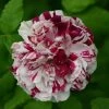 Rosier Ancien Variegata Di Bologna 1 Rosier Ancien Variegata Di Bologna -Magasin De Plantes Rosier ancien Variegata di Bologna en racines nues 83583 1