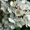 Rosier Arbustif White Magic -Magasin De Plantes Rosier arbustif White Magic IF 18663 1