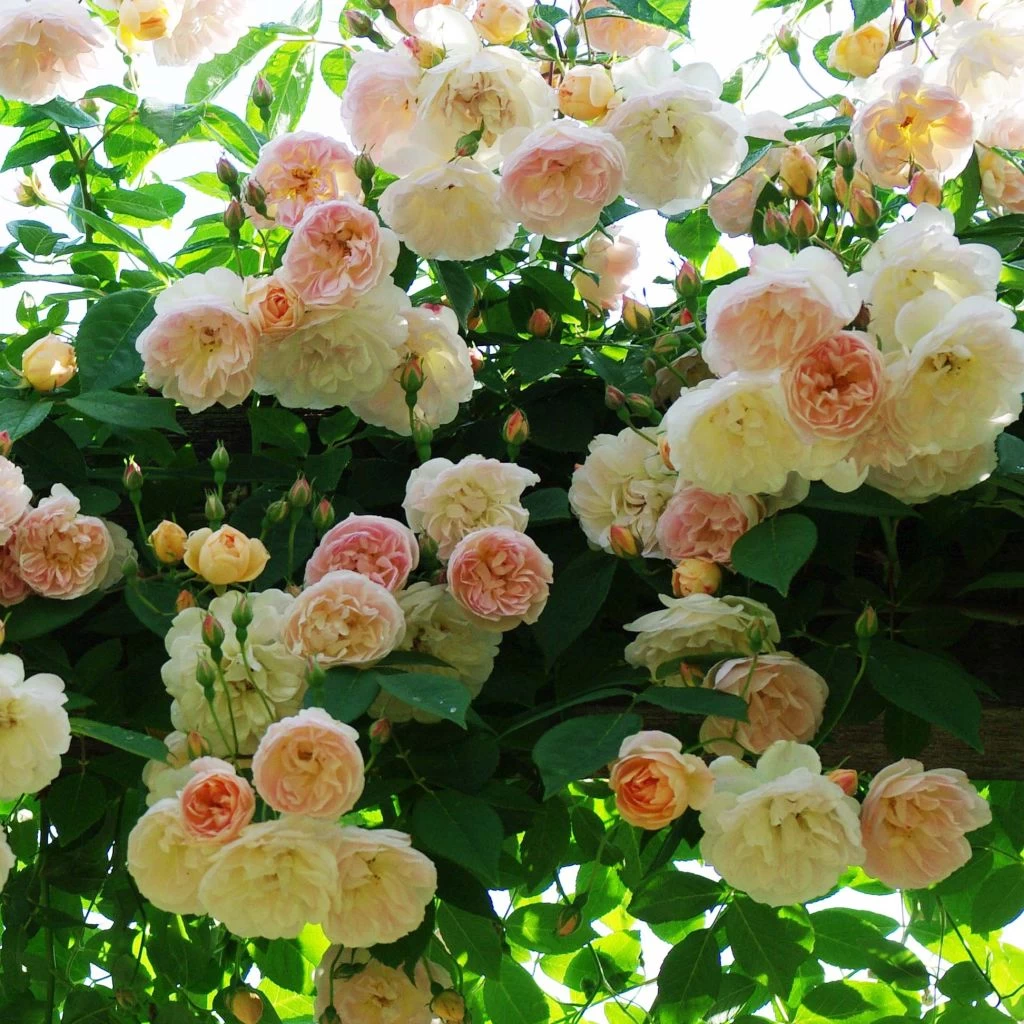 Rosier Grimpant Treasure Trove 3 Rosier Grimpant Treasure Trove