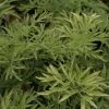Sureau Noir - Sambucus Nigra Golden Tower -Magasin De Plantes Sambucus nigra Golden Tower 81306 1