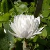 Sanguinaria Canadensis Flore Pleno - Sanguinaire -Magasin De Plantes Sanguinaria canadensis florepleno ld weisserstier 8474 1