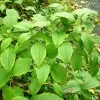 Schizophragma Corylifolium -Magasin De Plantes Schizophragma corylifolium 0809002 1