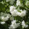 Seringat Minnesota Snowflake - Philadelphus Virginalis -Magasin De Plantes Seringat Minnesota Snowflake Philadelphus virginalis copyright 1007542 2