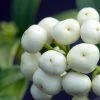 Skimmia Japonica Kew White 1 Skimmia Japonica Kew White -Magasin De Plantes Skimmia japonica Kew White 87346 1