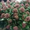 Skimmia Japonica Pink Dwarf 1 Skimmia Japonica Pink Dwarf -Magasin De Plantes Skimmia japonica Pink Dwarf 100857 1