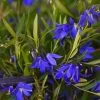 Sollya Heterophylla Ultra Blue -Magasin De Plantes Sollya heterophylla Ultra Blue 15427 1