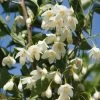 Styrax Japonicus June Snow - Styrax Japonais 2 Styrax Japonicus June Snow - Styrax Japonais -Magasin De Plantes Styrax japonicus June snow 15121 1