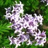 Lilas De Perse - Syringa Persica Laciniata -Magasin De Plantes Syringa persica Laciniata 84344 1