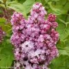 Lilas - Syringa Vulgaris Belle De Nancy -Magasin De Plantes Syringa vulgaris Belle de Nancy 84345 1