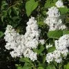 Lilas - Syringa Vulgaris Jeanne D'Arc -Magasin De Plantes Syringa vulgaris Jeanne d Arc 89450 1