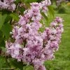 Lilas - Syringa Vulgaris Zhemchuzhina -Magasin De Plantes Syringa vulgaris Zhemchuzhina 82806 1