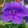 Tibouchina Groovy Baby - Tibouchina Nain 1 Tibouchina Groovy Baby - Tibouchina Nain -Magasin De Plantes Tibouchina Groovy baby 83472 1